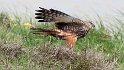 The great terror of the marshes the Marsh Harrier